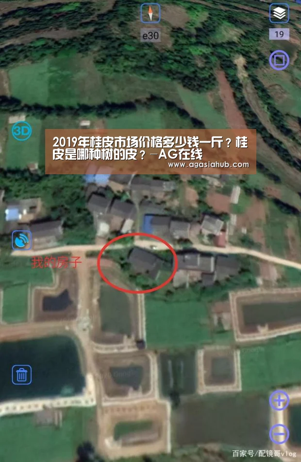 2019年桂皮市场价格多少钱一斤?桂皮是哪种树的皮?-AG在线(图2) AG在线