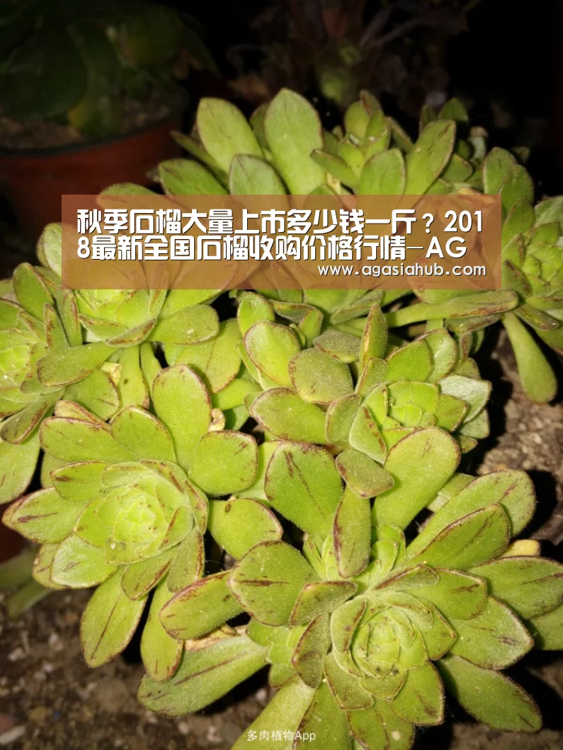 秋季石榴大量上市多少钱一斤?2018最新全国石榴收购价格行情-AG网站(图2) AG在线
