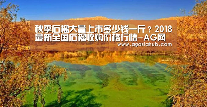秋季石榴大量上市多少钱一斤?2018最新全国石榴收购价格行情-AG网站(图1) AG在线