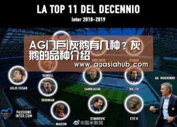 AG门户