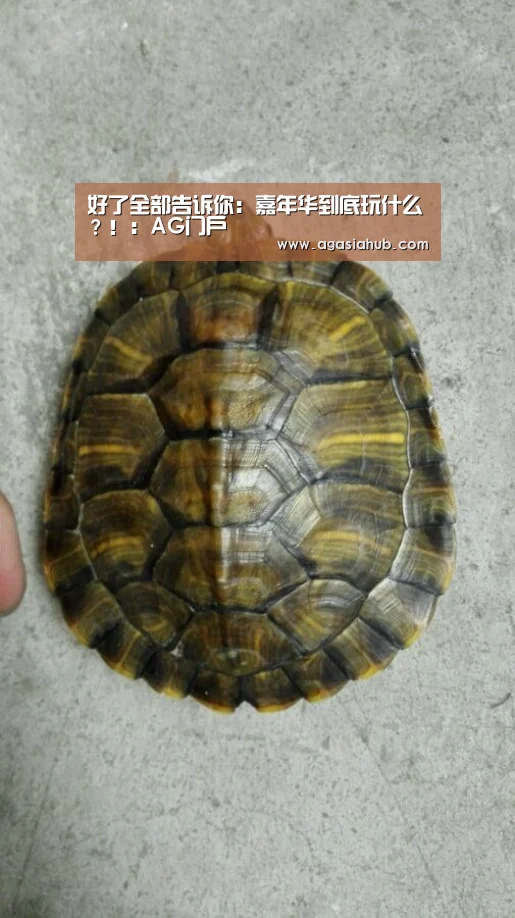 好了全部告诉你:嘉年华到底玩什么?!:AG门户(图1) AG门户